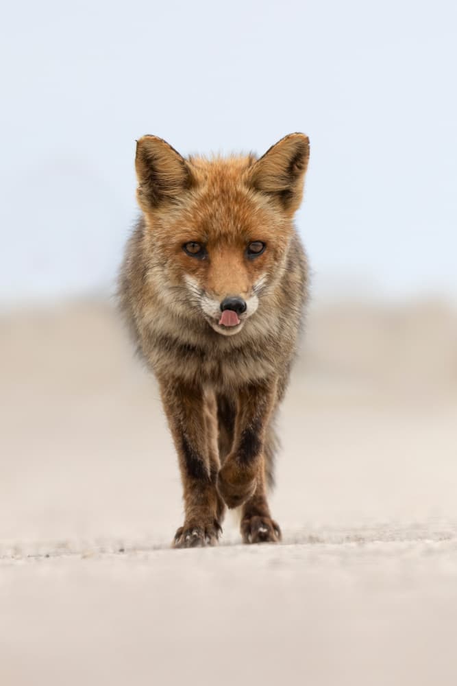 Curious Fox Walking by Paolo Bolla — canvas wall art