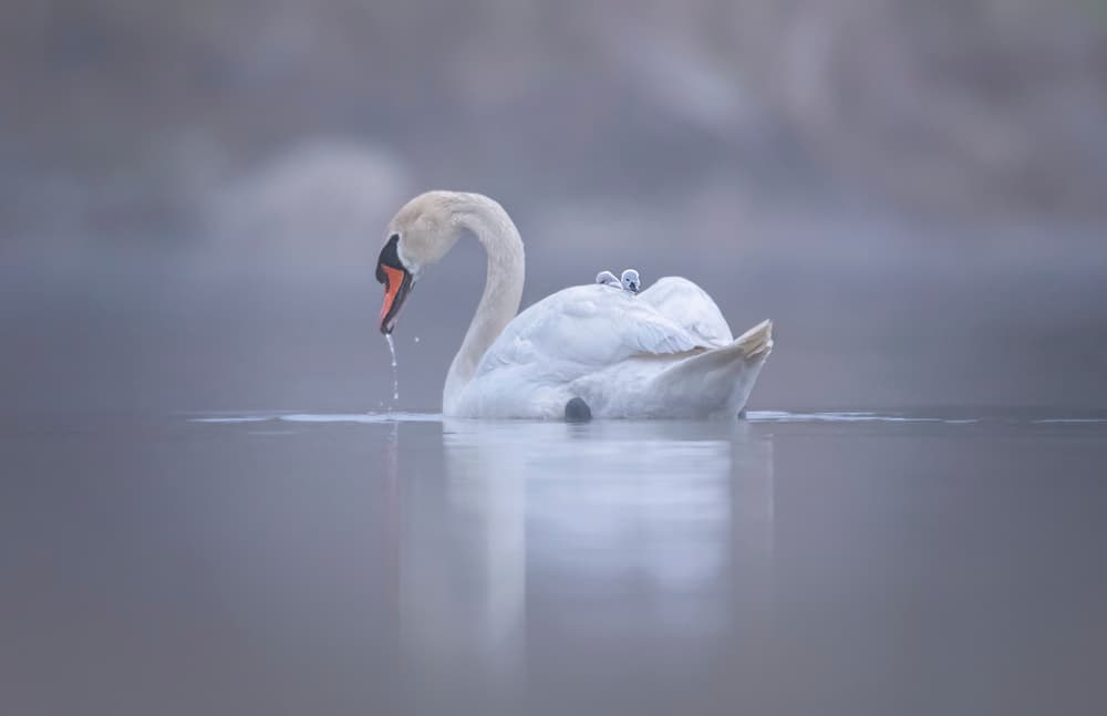 Swan and Cygnet Mist by Larry Deng APA — canvas wall art