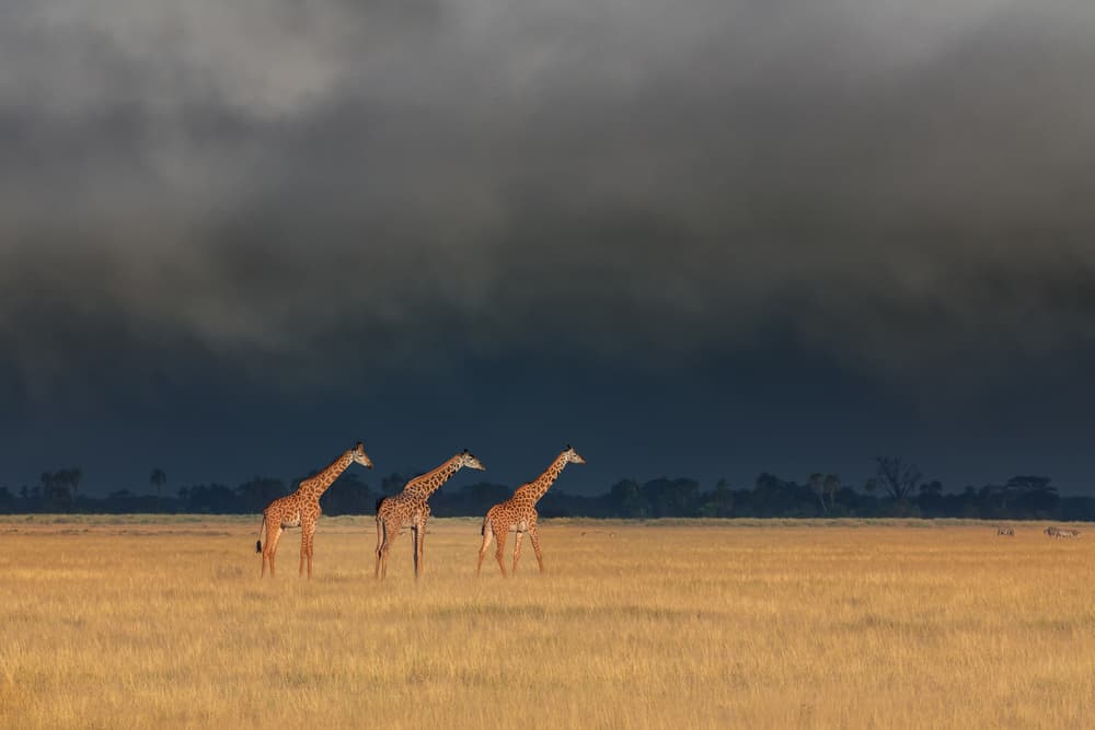 Three Giraffes Dramatic Sky by Siyu_Wei APA — canvas wall art