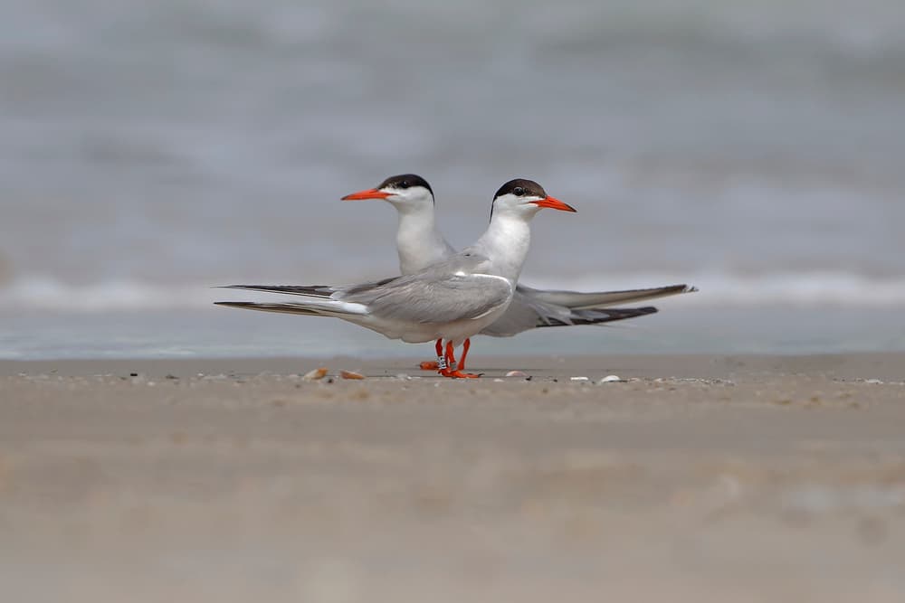 Coastal Terns Pair by Shlomo Waldmann — canvas wall art