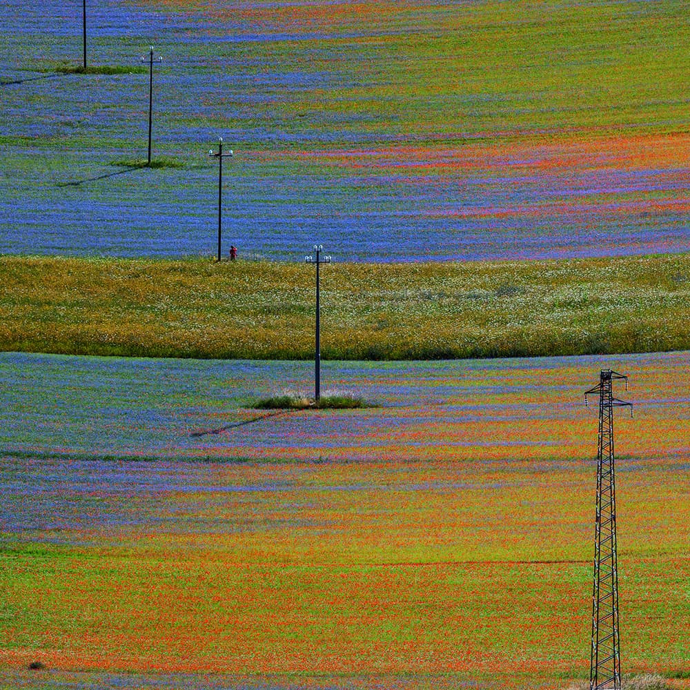 Colorful Fields With Poles by Massimo Della Latta — canvas wall art