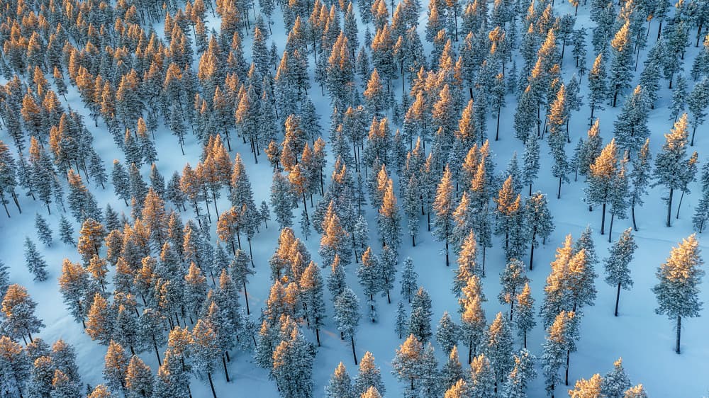 Golden Winter Forest by Mei Xu — canvas wall art