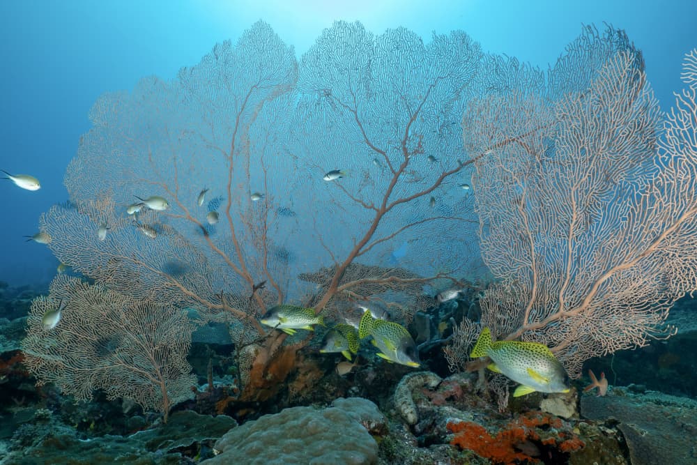 Underwater Fan Coral Life by Serge Melesan — canvas wall art