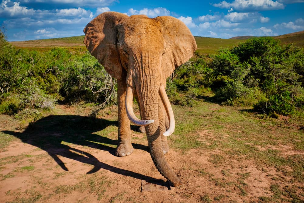 Majestic African Tusker by Dan Edwards — canvas wall art