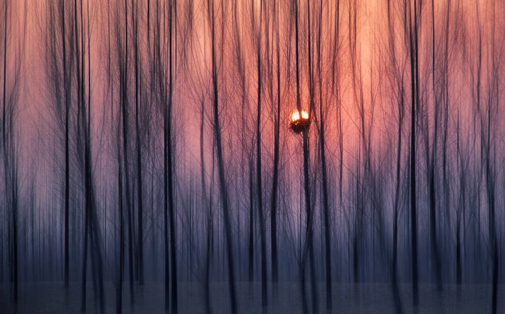 Ethereal Nest Glow by Aidong Ning — canvas wall art