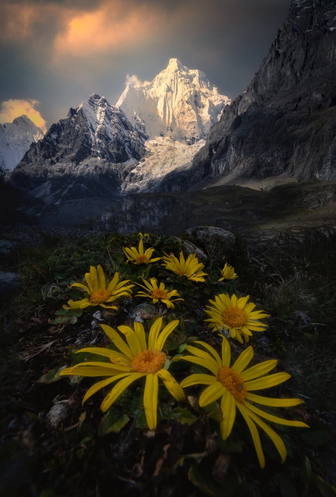 Golden Light Mountain Flowers by Ruiqing P. — canvas wall art