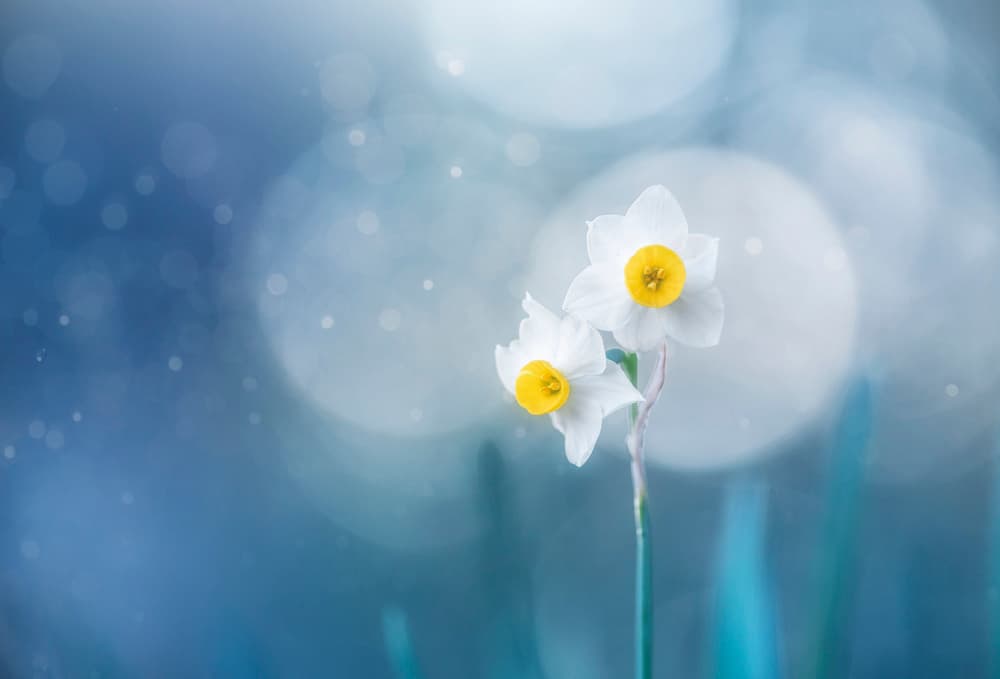 Soft Blue Daffodils by Takashi Suzuki — canvas wall art