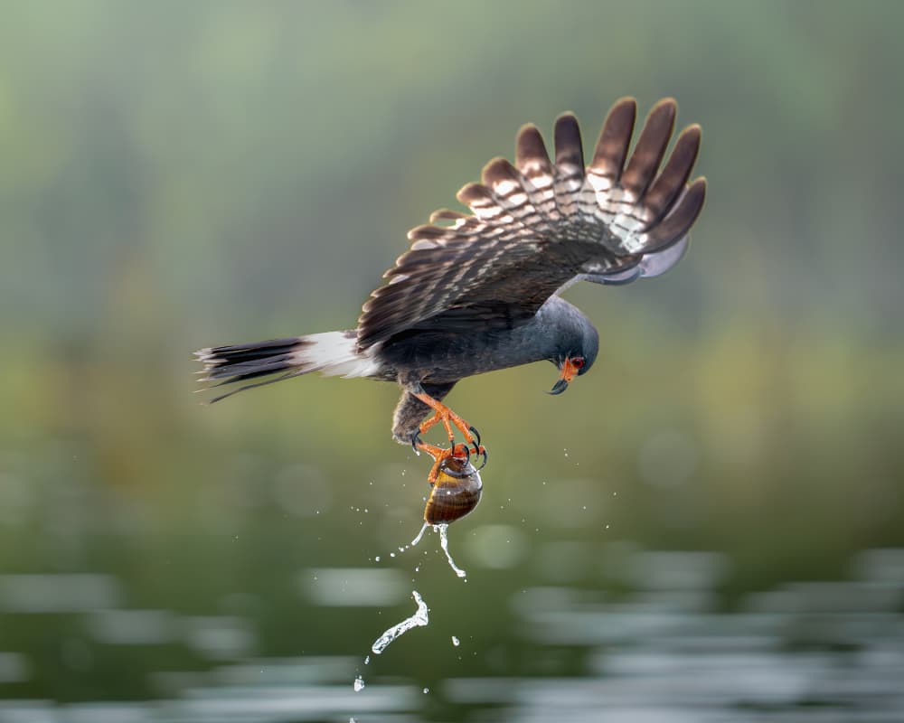 Raptor Catching Snail by Lisandro PEREZ — canvas wall art