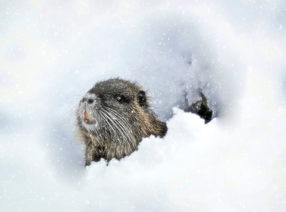 Winter Nutria Peek by Anna Cseresnjes — canvas wall art