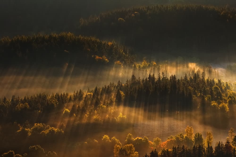 Sun Rays Over Misty Forest by Tomasz Rojek — canvas wall art