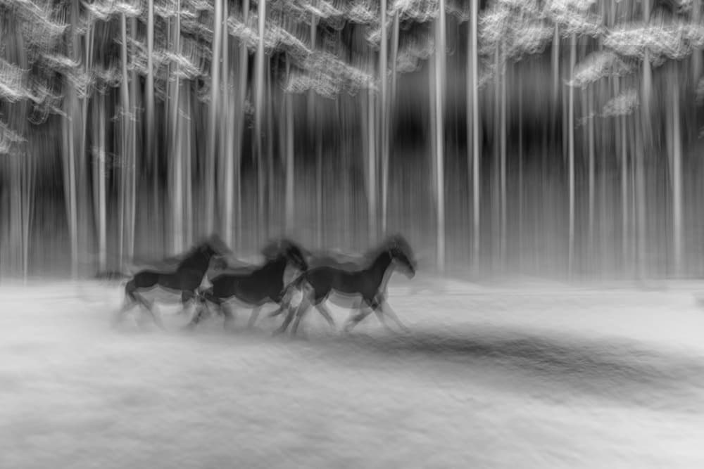 Wild Forest Gallop by Milan Malovrh — canvas wall art