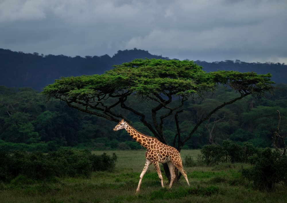Giraffe In African Savanna by Allen SDCA — canvas wall art