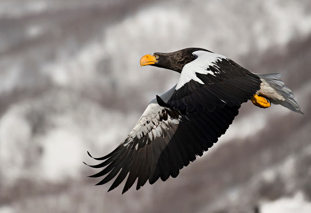 Steller's Eagle Soaring by C.S. Tjandra — canvas wall art