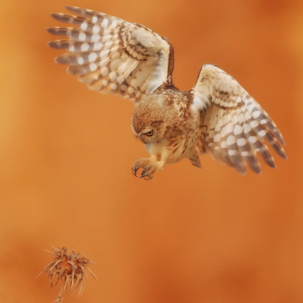 Focused Owl Dive by David Manusevich — canvas wall art