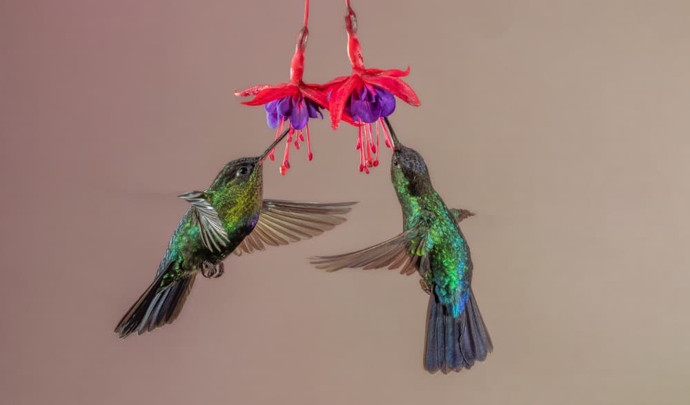 Vibrant Hummingbirds Fuchsia by Rajat Dhesi — canvas wall art