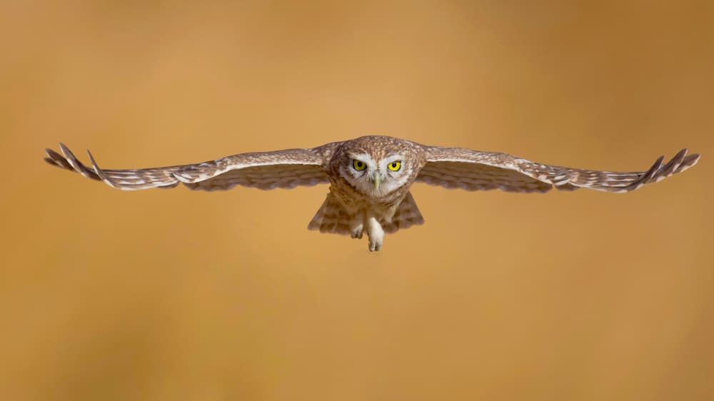 Burrowing Owl Flight by David Manusevich — canvas wall art