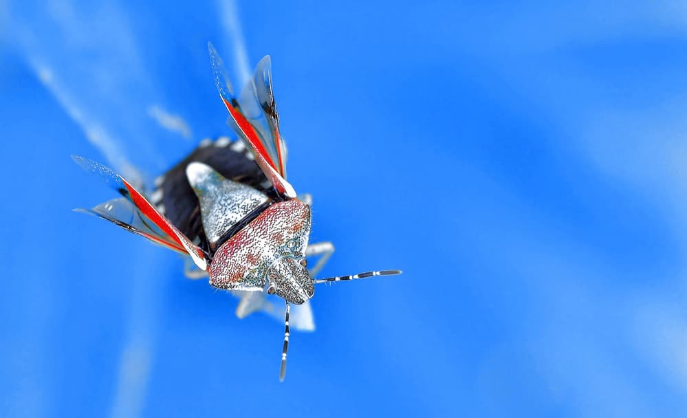 Stink Bug In Flight by Thierry Dufour — canvas wall art