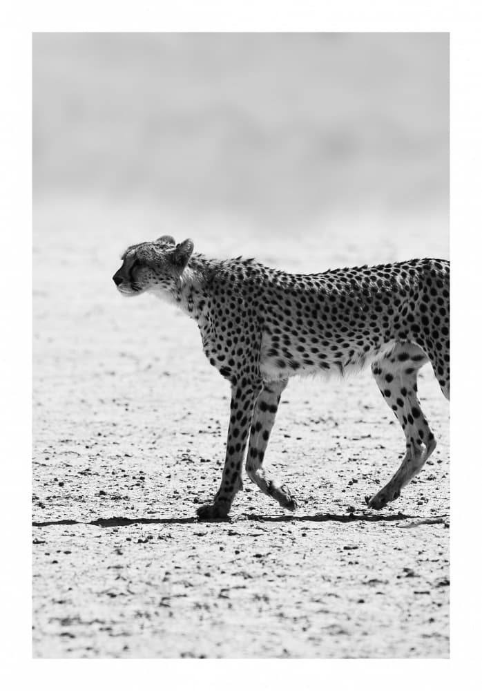 Cheetah's Stride by Shot by Clint — canvas wall art