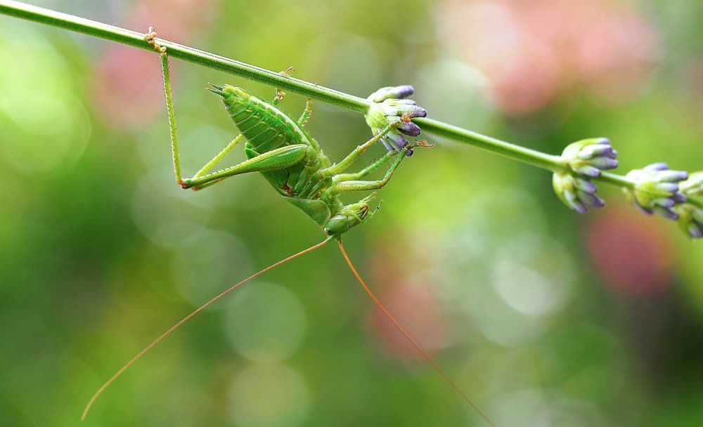 Katydid On Lavender Bloom by Thierry Dufour — canvas wall art