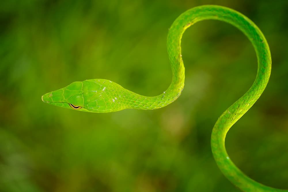 Vibrant Vine Snake by Hendy Mp — canvas wall art