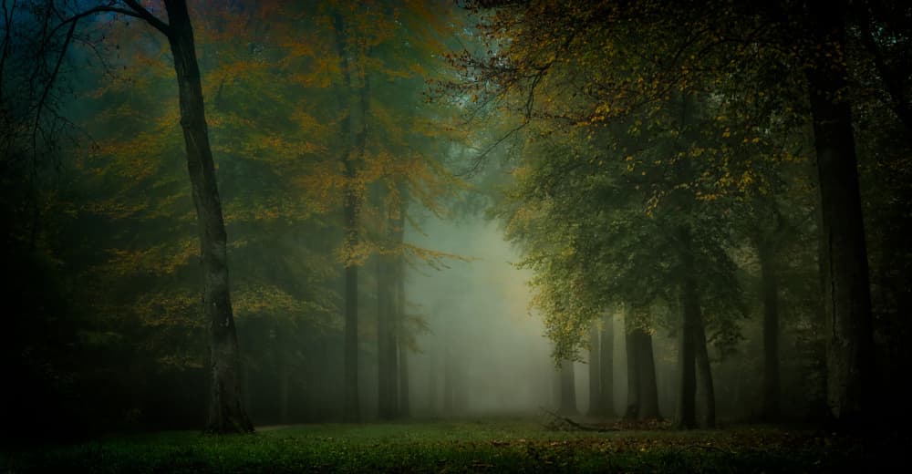 Misty Autumn Forest by Hilda van der Lee — canvas wall art