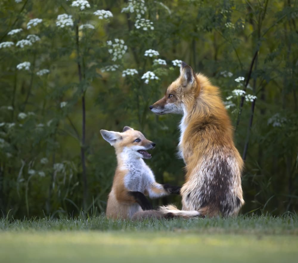 Red Fox Playtime by Judy Tseng — canvas wall art