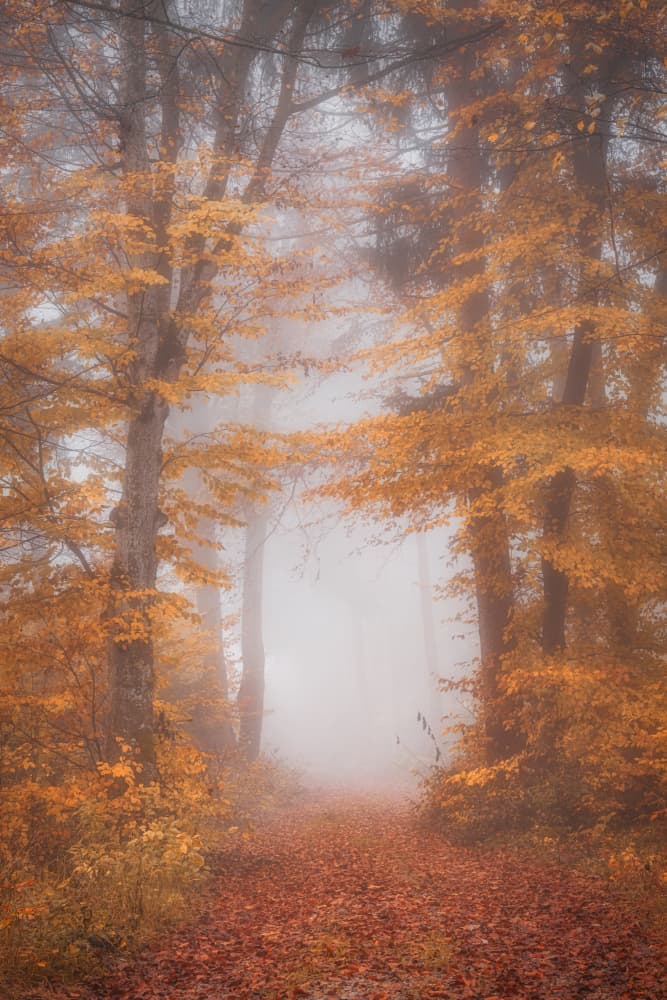 Misty Autumn Path by Norbert Maier — canvas wall art