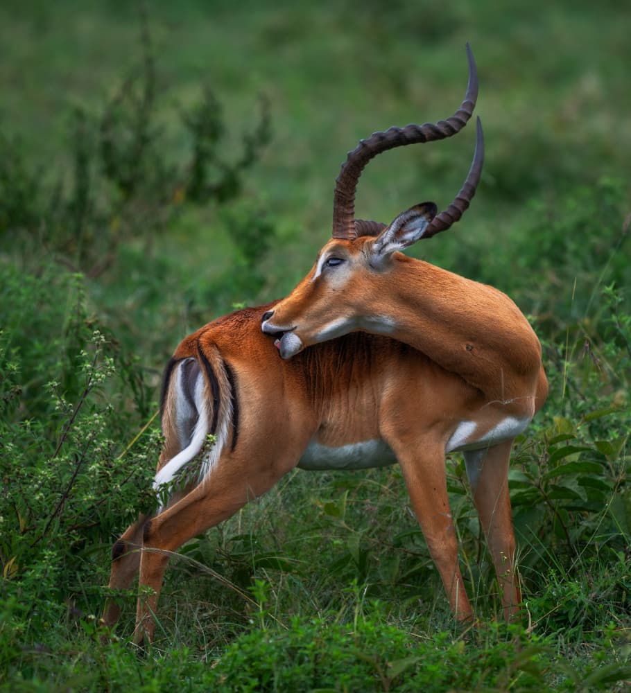 African Impala Grooming by Allen SDCA — canvas wall art