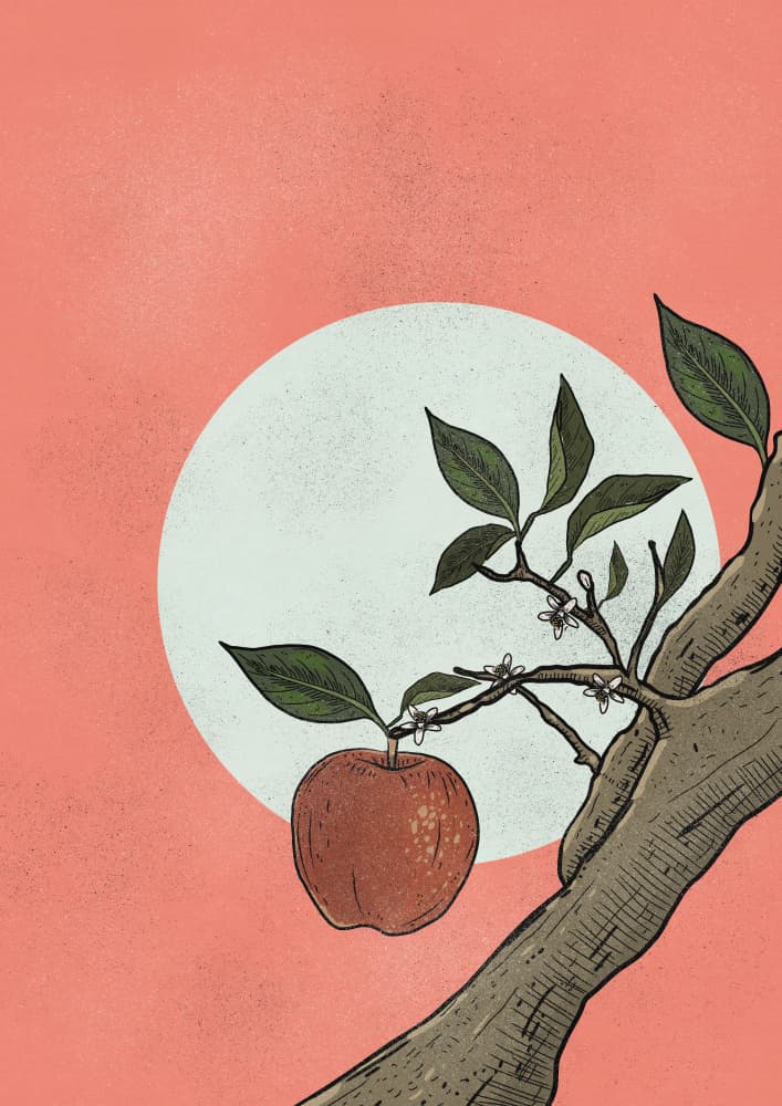 Apple Tree Sun by Nicholas — canvas wall art