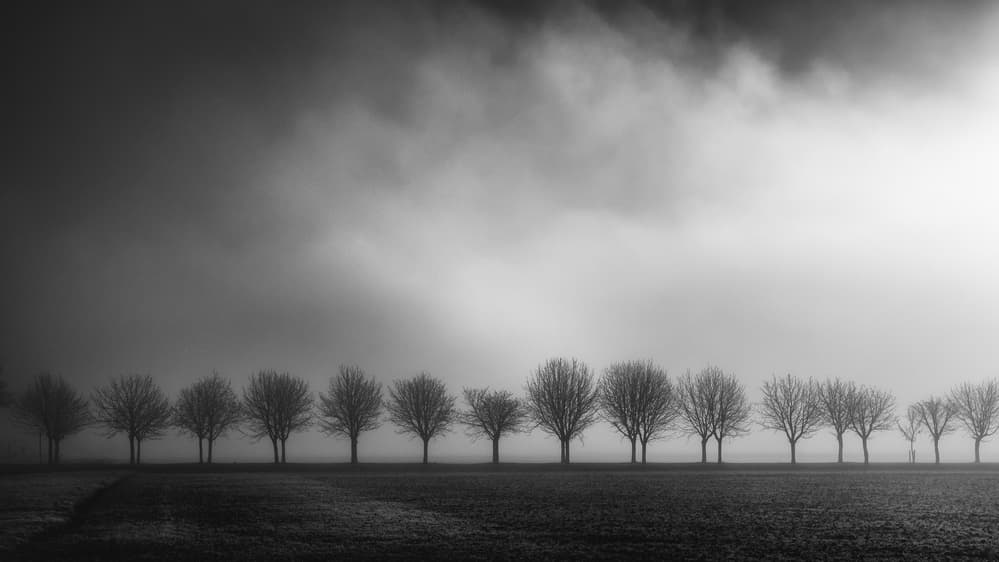 Misty Row of Trees by Christophe Staelens — canvas wall art