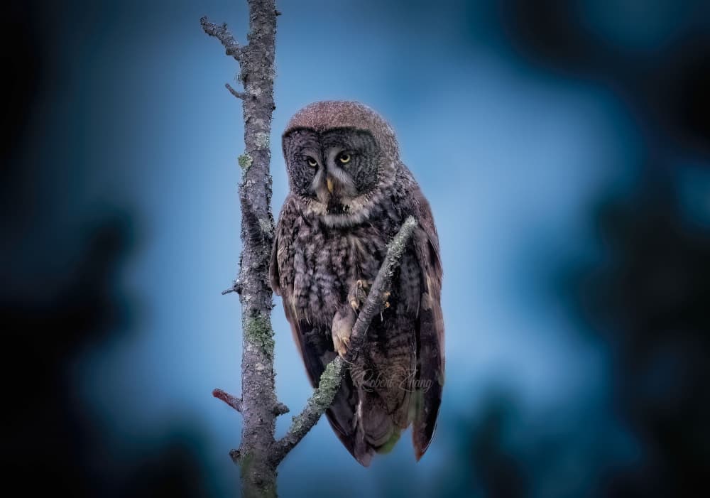 Great Grey Owl Perched by Robert Zhang — canvas wall art