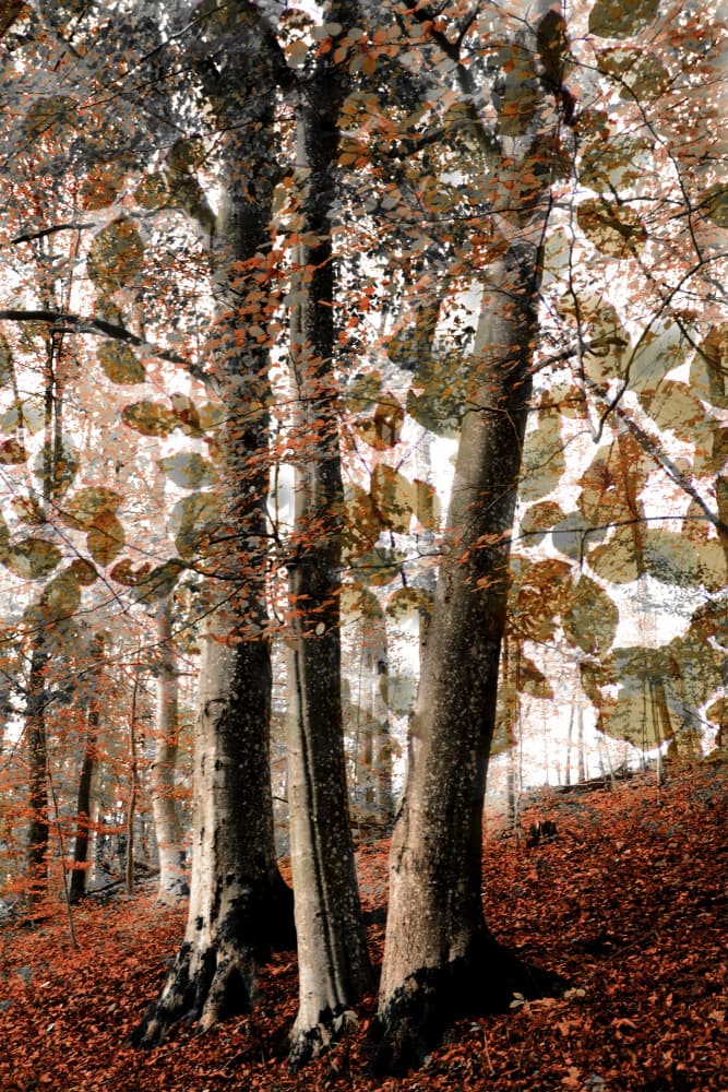 Autumn Woodland Scene by Christina Sillen — canvas wall art