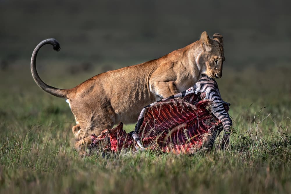 Lioness and Zebra Feast by Xavier Ortega — canvas wall art