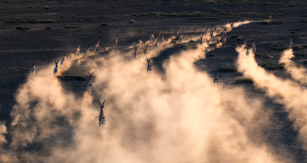 Golden Dust Trails by Henry Zhao — canvas wall art