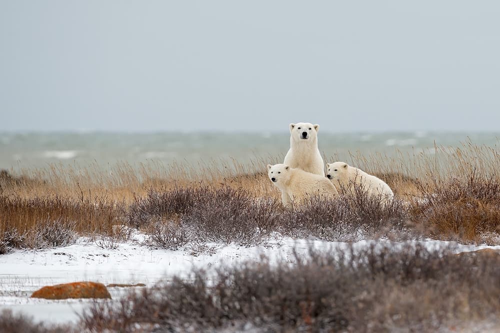 Polar Bear Family by Marco Pozzi — canvas wall art