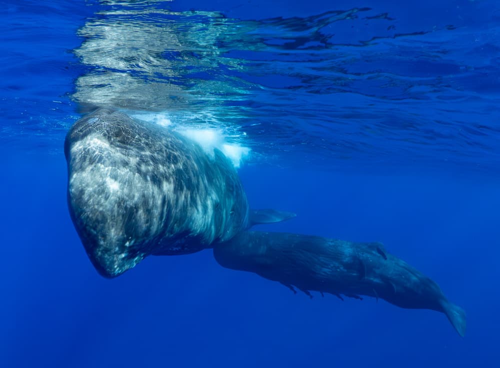 Sperm Whale And Calf by KIMIO KOBAYASHI — canvas wall art