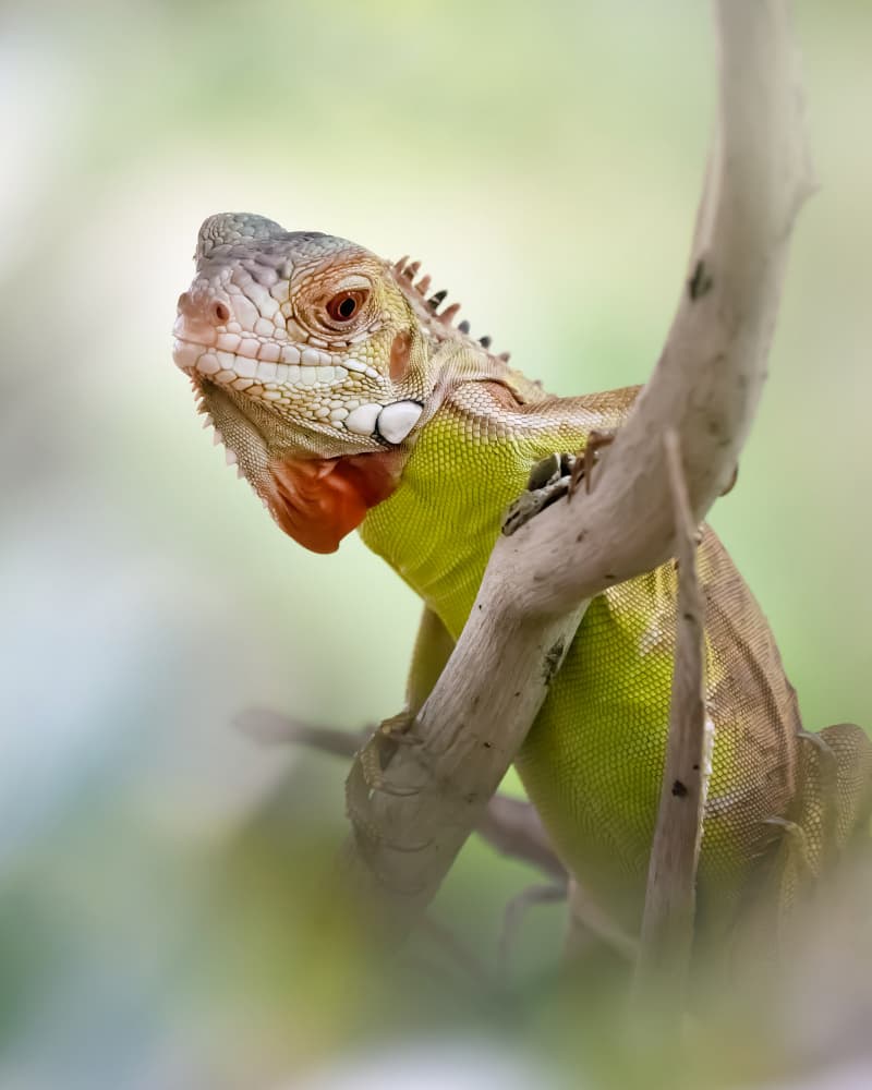 Vibrant Green Iguana by Fauzan Maududdin — canvas wall art