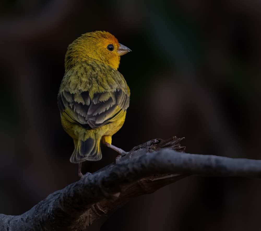 Curious Yellow Bird by Liwen Tao — canvas wall art