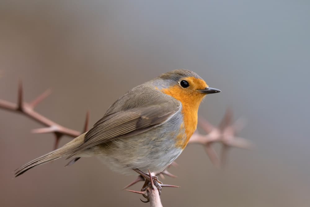 Orange Robin Perched by Paolo Bolla — canvas wall art