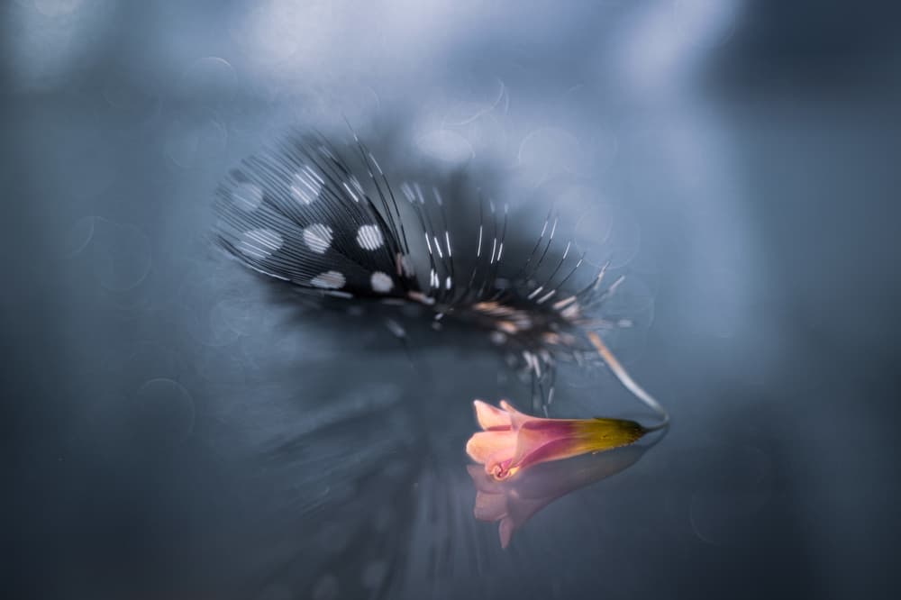 Spotted Feather Bloom by Igor Kopcev — canvas wall art
