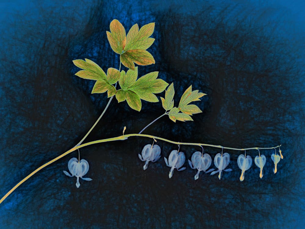 Delicate Bleeding Hearts by Lucie Gagnon — canvas wall art