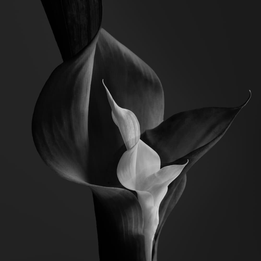 Elegant Calla Lilies by Olavo Azevedo — canvas wall art