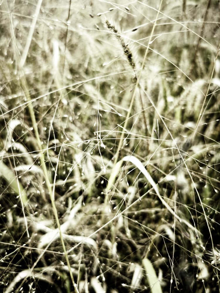 In the Grass (3) by Angelo Cerantola — canvas wall art