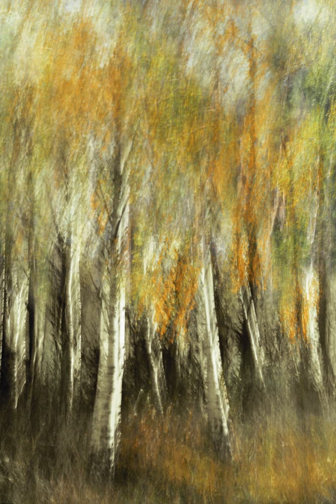 Blurred Autumn Birches by Christina Sillen — canvas wall art