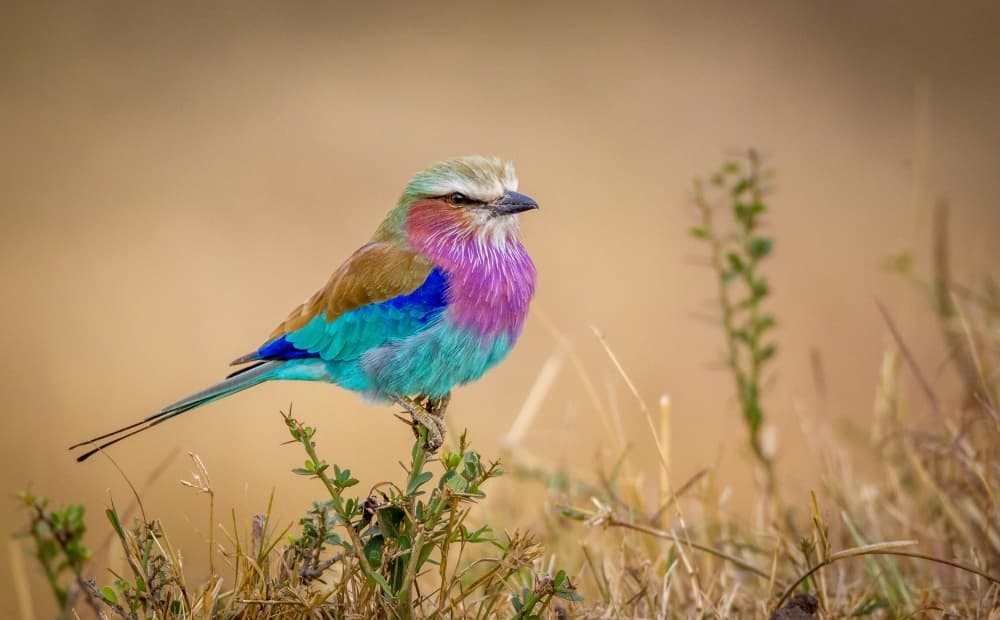 Vibrant Lilac Roller by Jeffrey C. Sink — canvas wall art