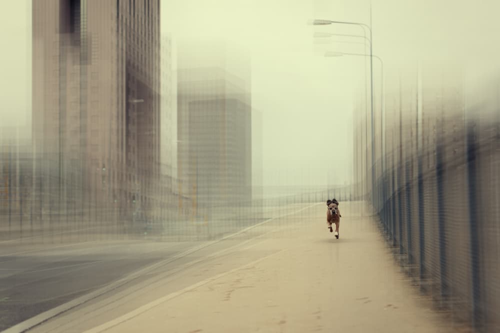 Dog Running Urban Motion by Heike Willers — canvas wall art