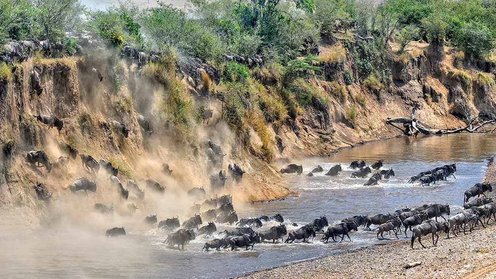 Wildebeest River Crossing by Hua Zhu — canvas wall art