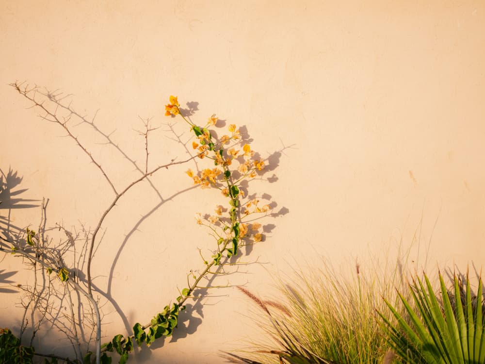 Yellow on Yellow by Raisa Zwart — canvas wall art