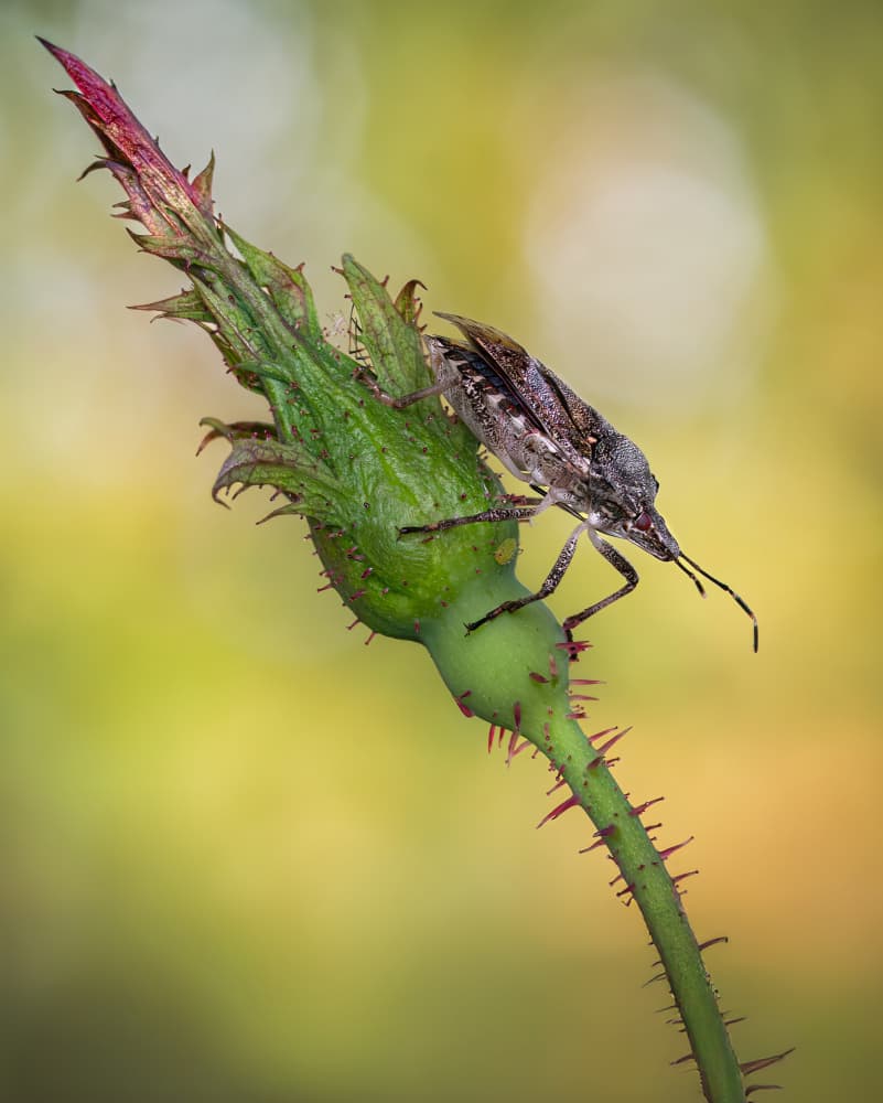 Stink Bug on Rose Bud by Atul Saluja — canvas wall art