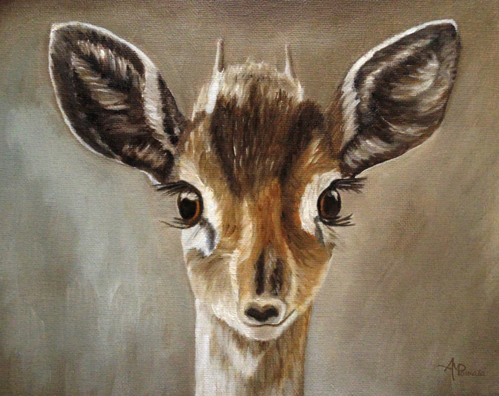 Adorable Dik-Dik Fawn by Angeles M. Pomata — canvas wall art